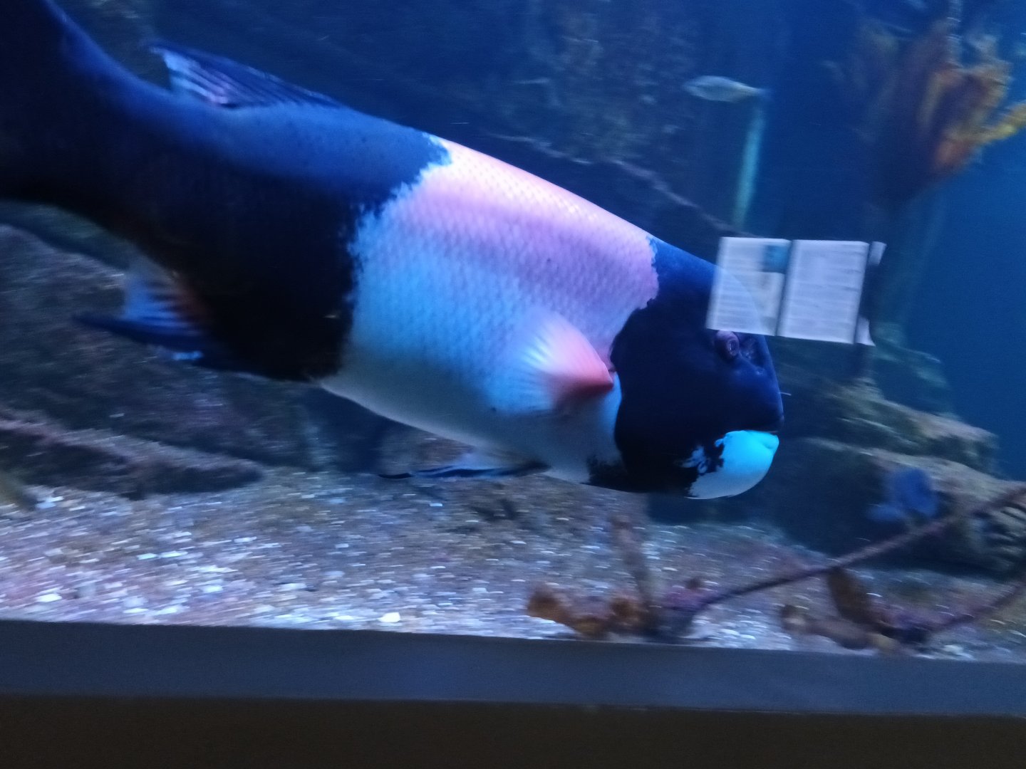 California Sheepshead