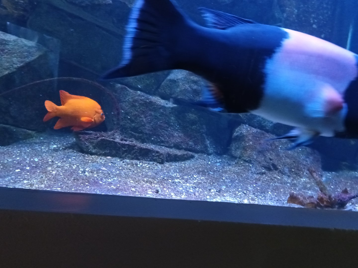 California Sheepshed and Garibaldi