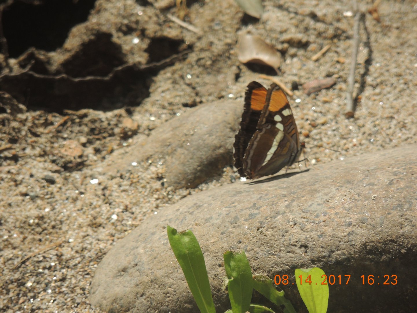California Sister Butterfly
