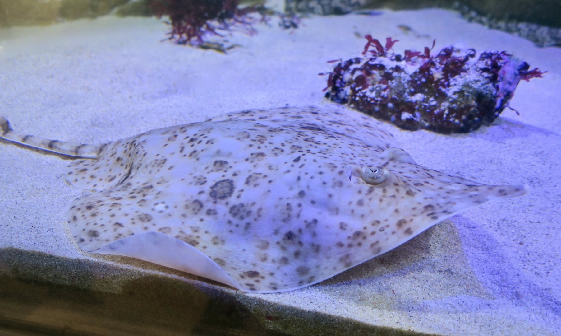 California Skate (Beringraja inornata)