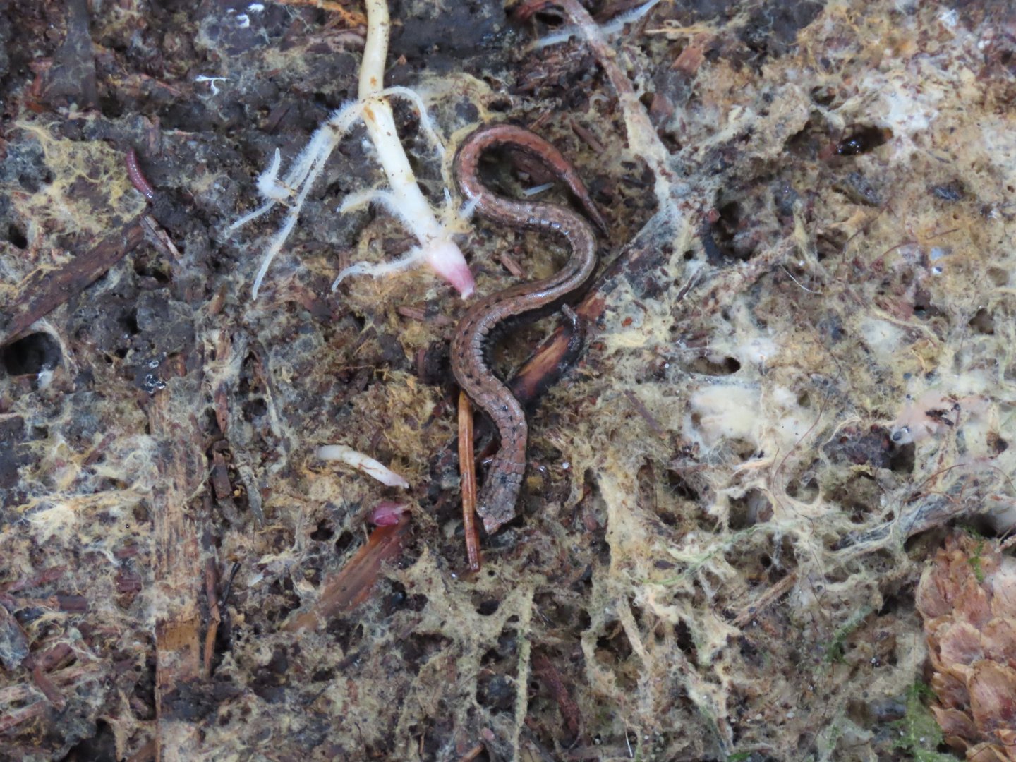 California Slender Salamander (Batrachoseps attenuatus)