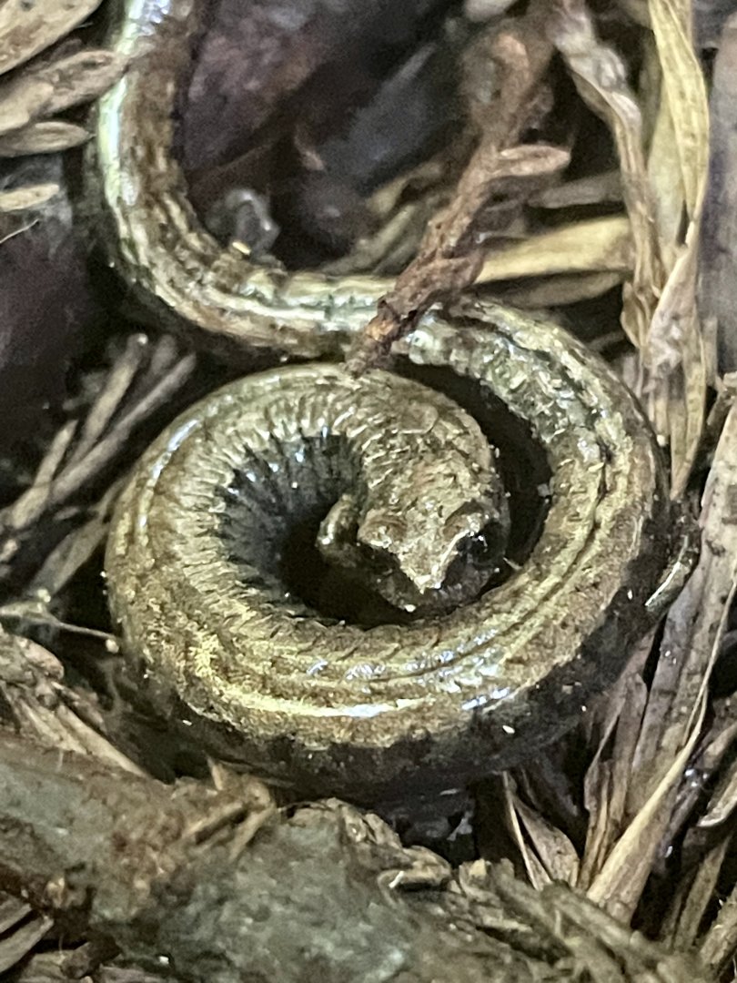 California slender salamander