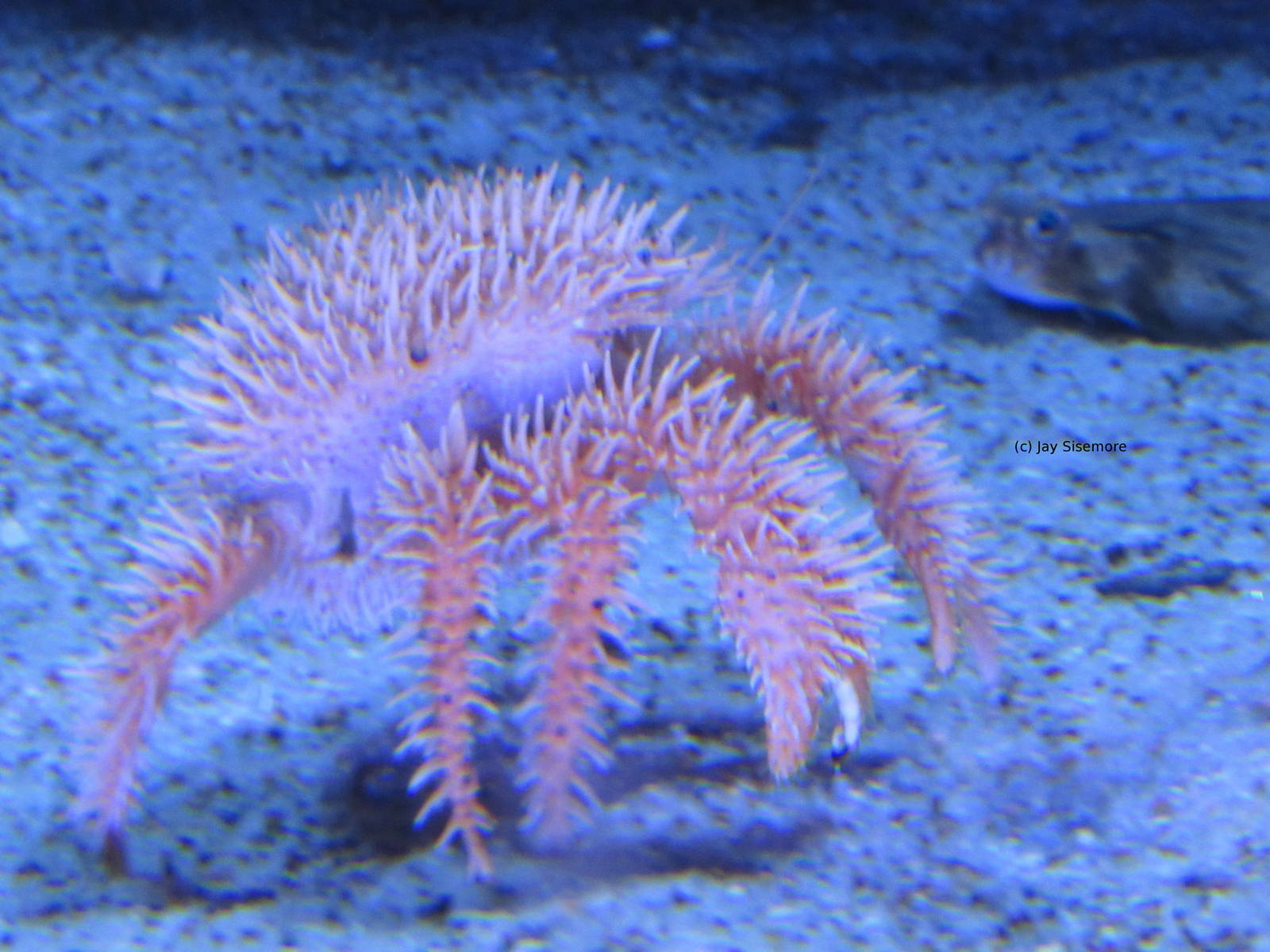 California Spiny Crab