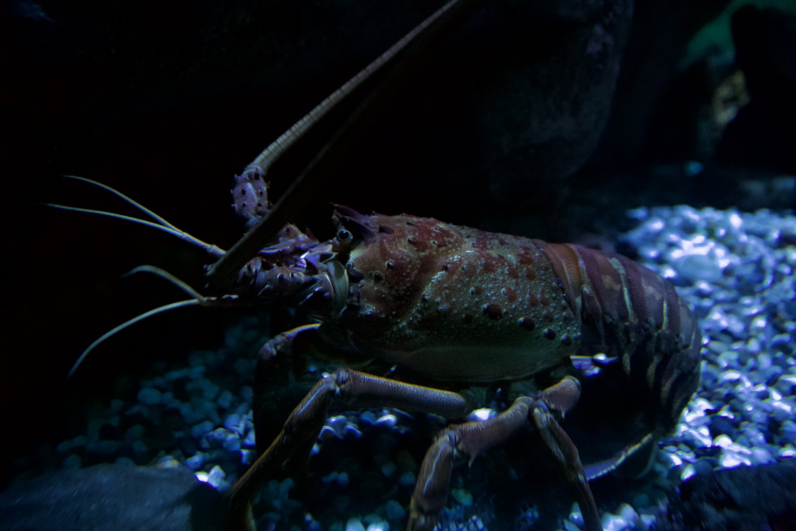 California spiny lobster/ Panulirus interruptus