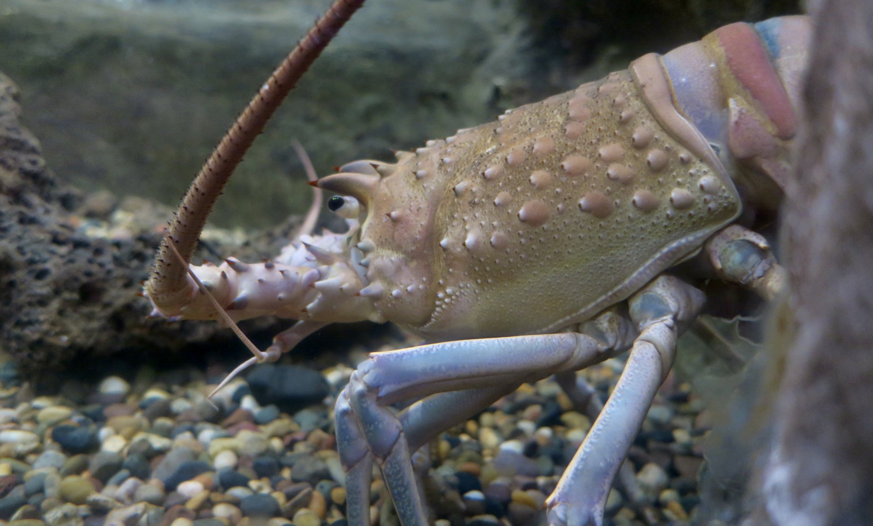 California Spiny Lobster (Panulirus interruptus)