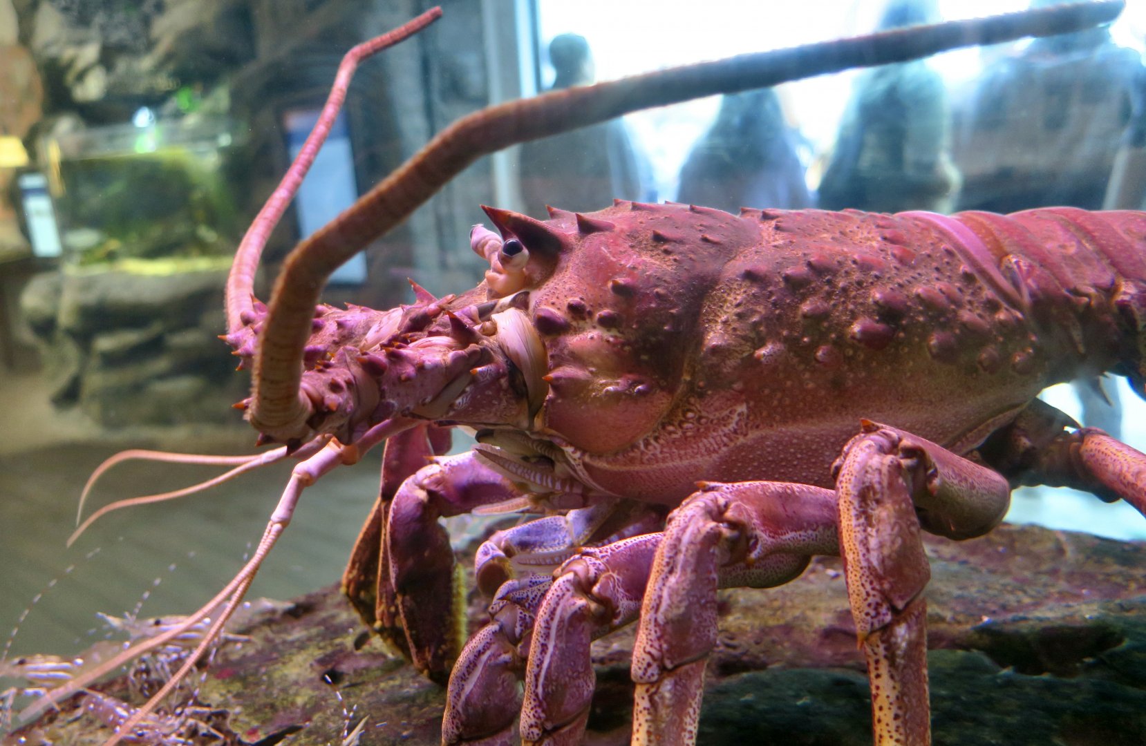 California Spiny Lobster (Panulirus interruptus)