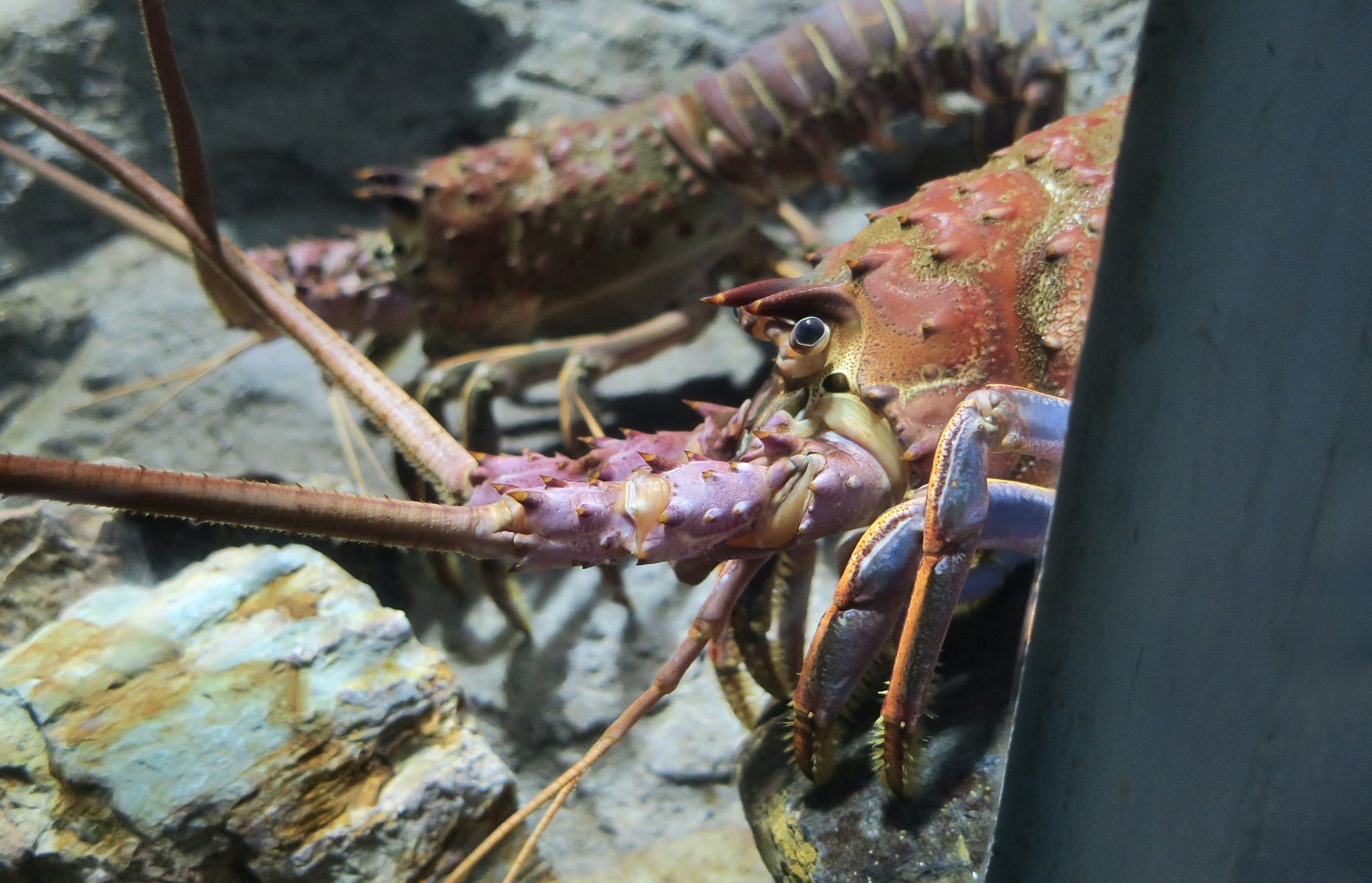 California Spiny Lobster (Panulirus interruptus)