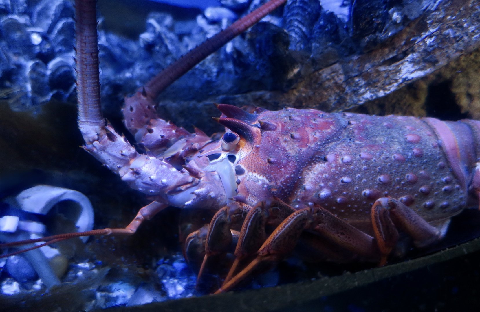 California Spiny Lobster (Panulirus interruptus)