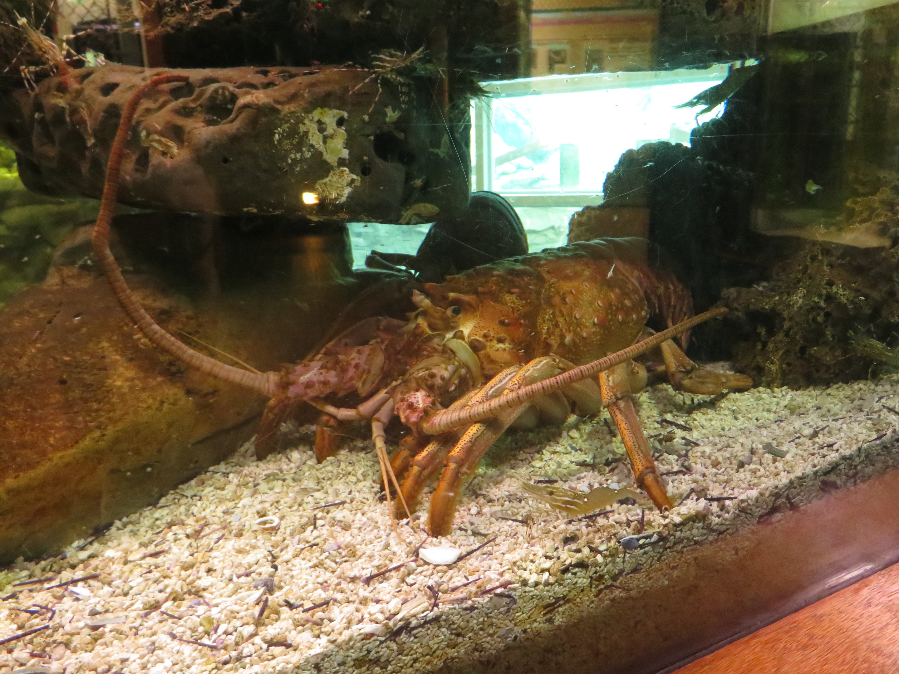 California Spiny Lobster