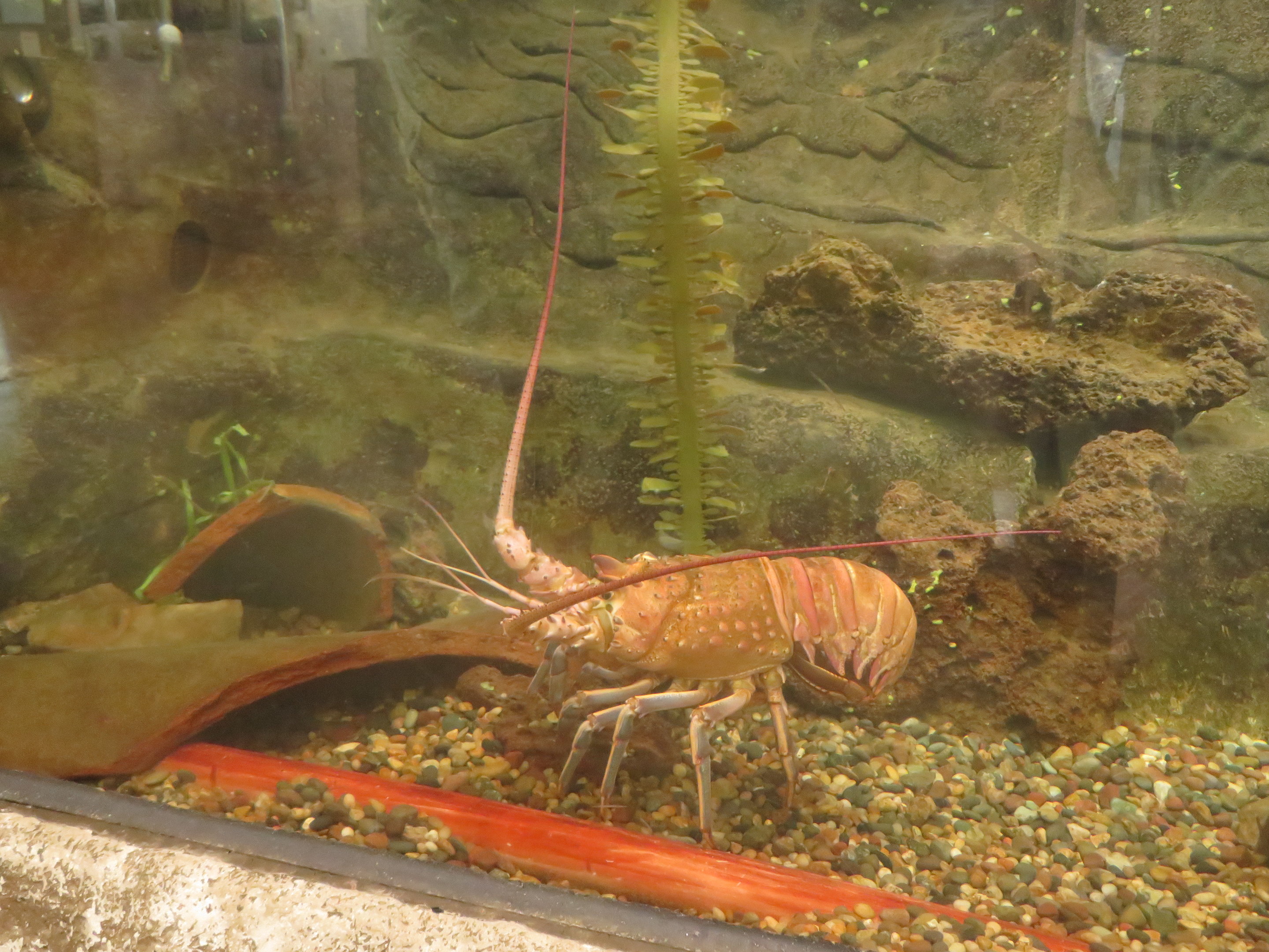 California Spiny Lobster