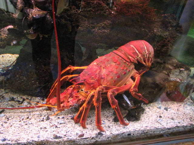California Spiny Lobster