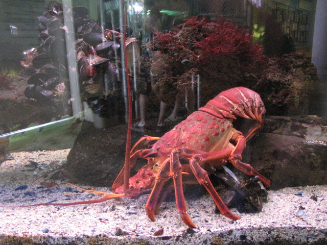 California Spiny Lobster