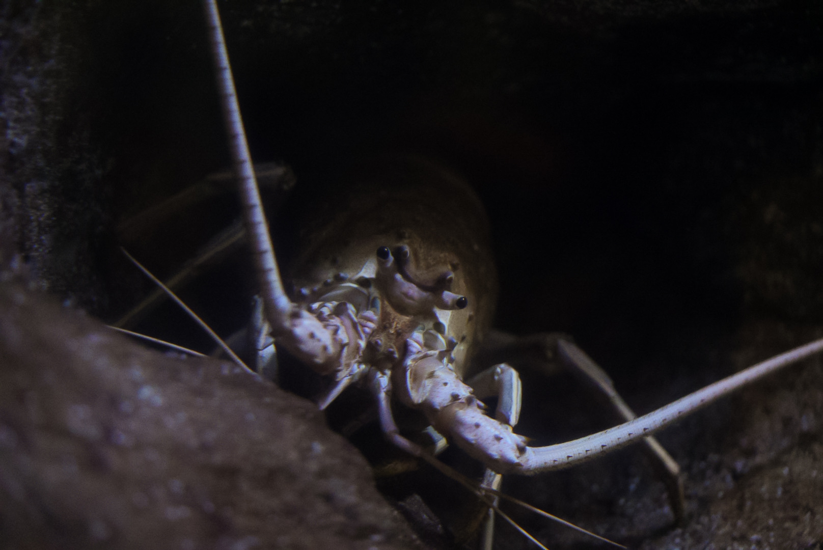 California Spiny Lobster