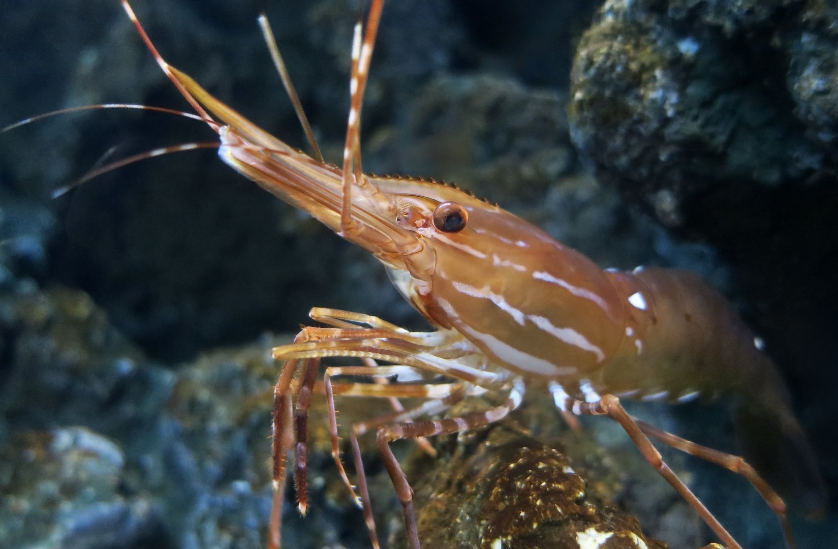 California Spot Prawn (Pandalus platyceros) - Xpark