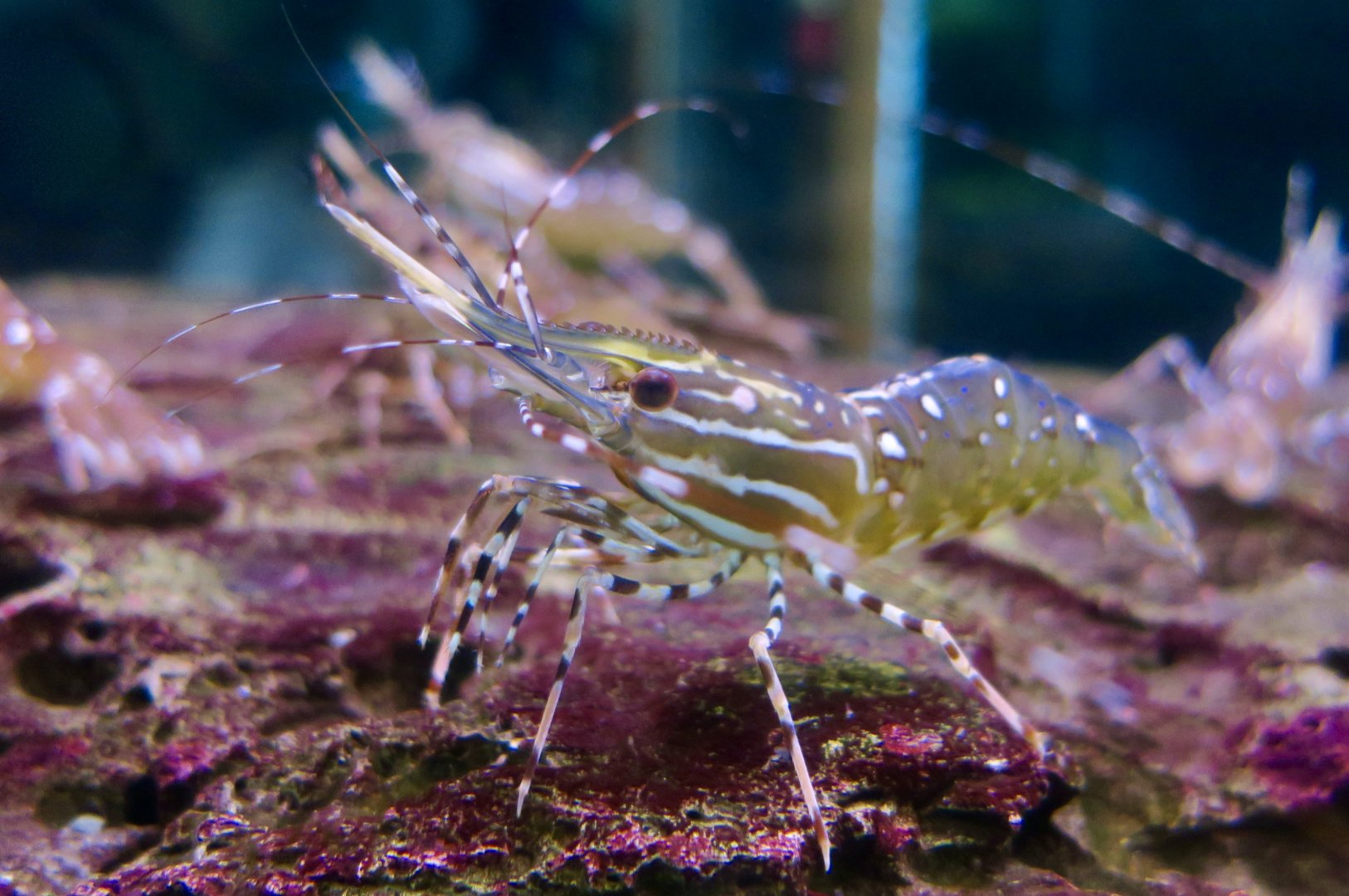 California Spot Prawn (Pandalus platyceros)
