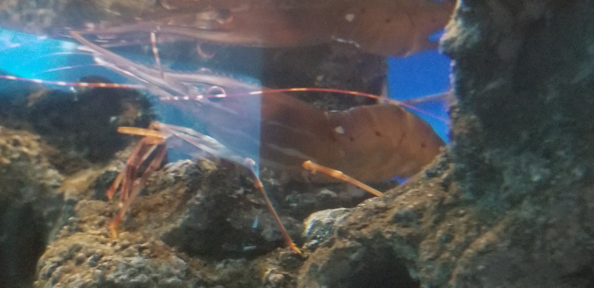 California Spot Prawn