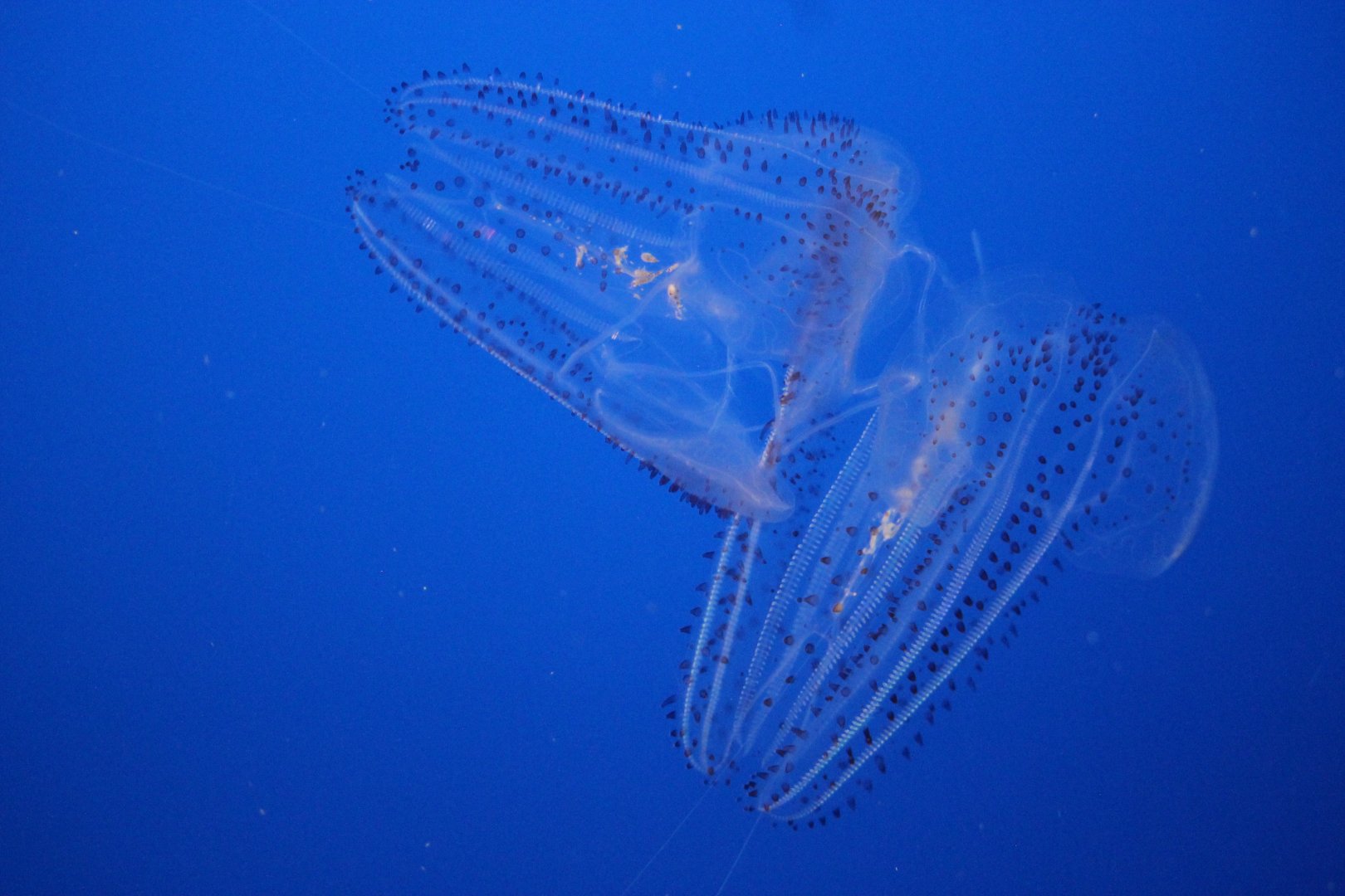 California spotted comb jellies