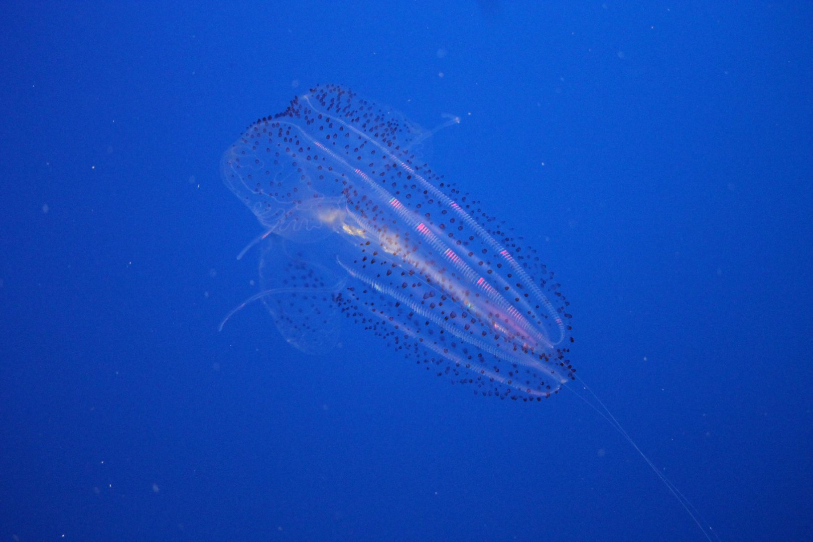 California spotted comb jelly (Leucothea pulchra)