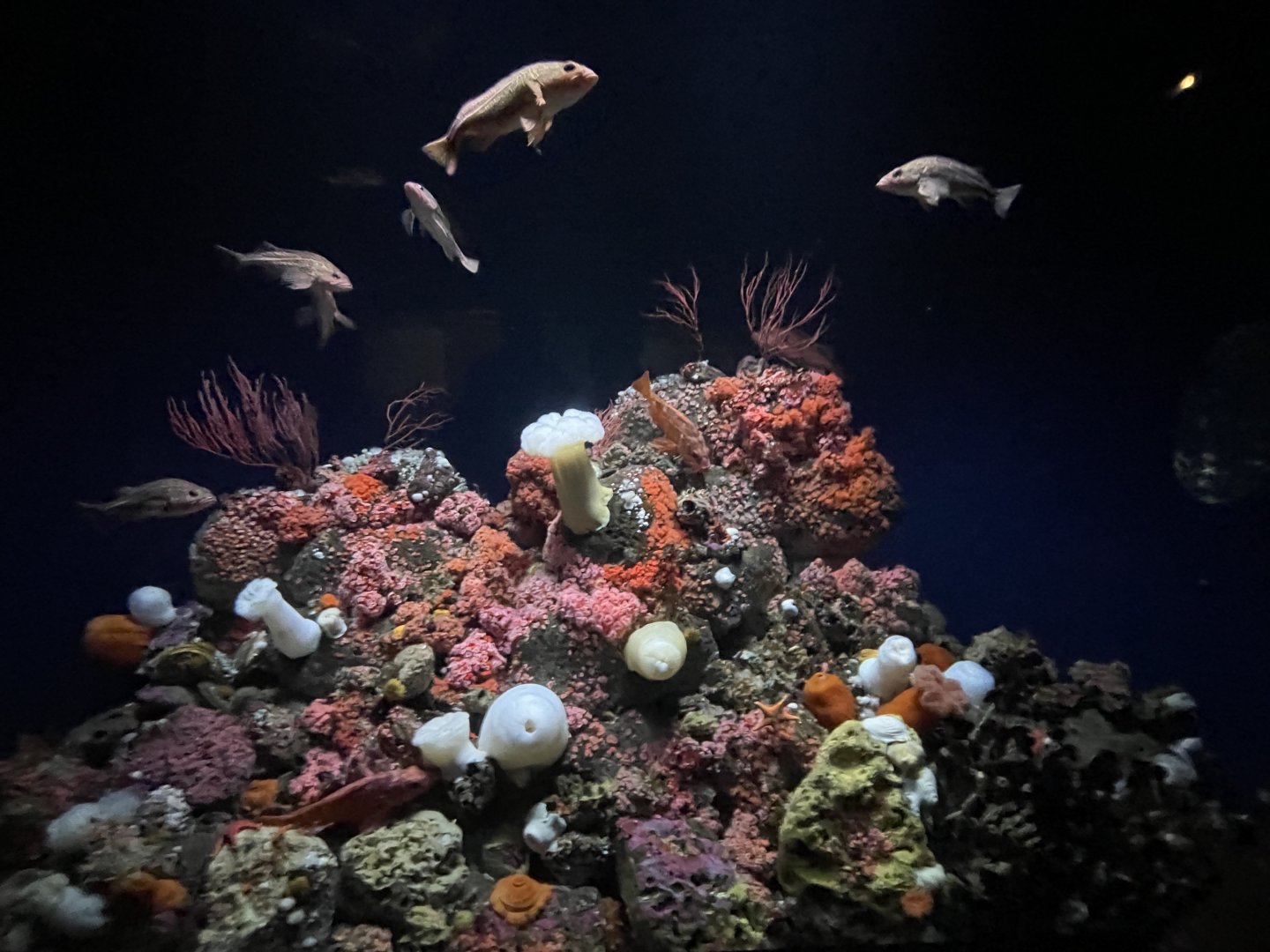 california tank (july 31 2021)