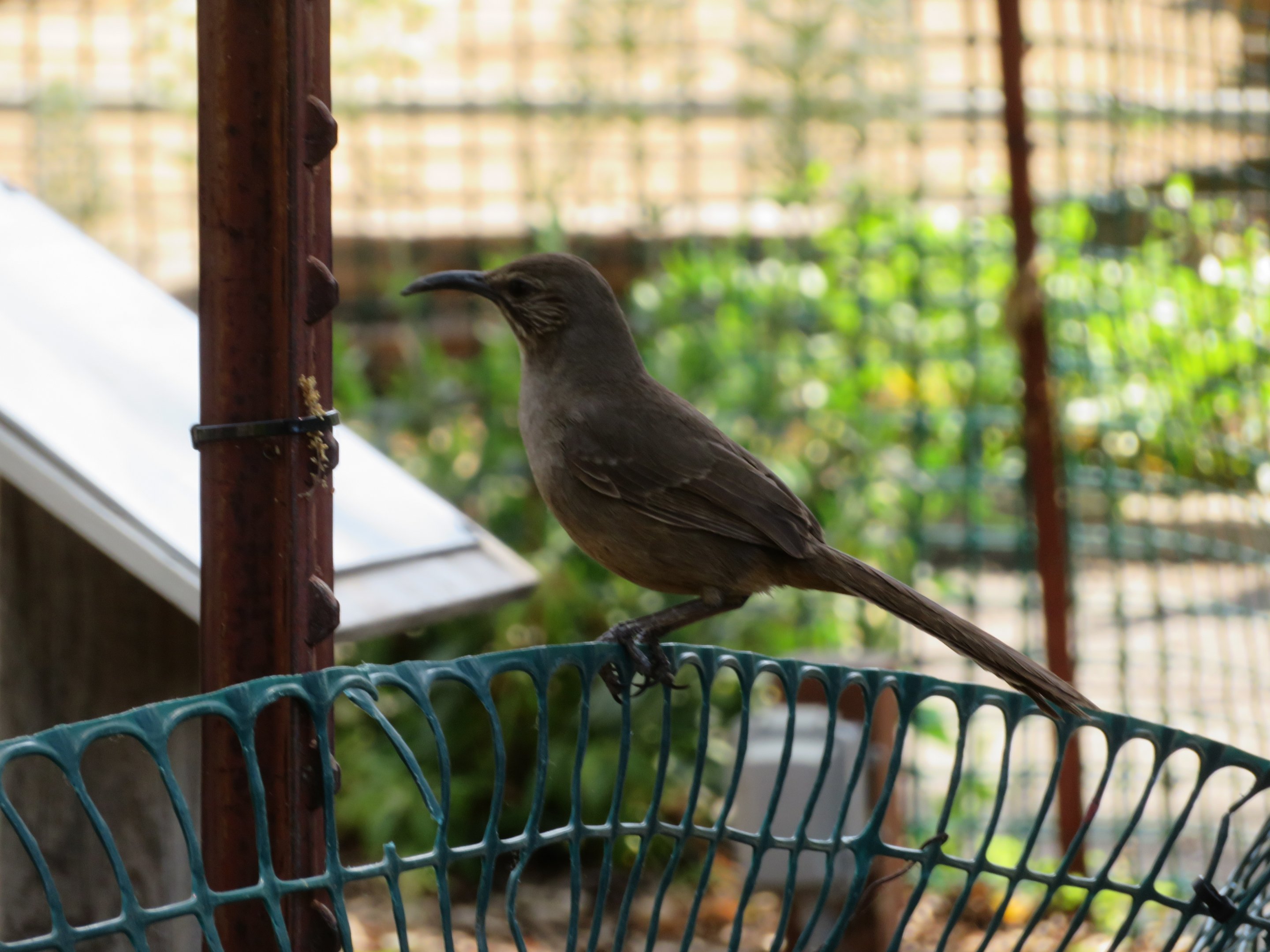 California Thrasher