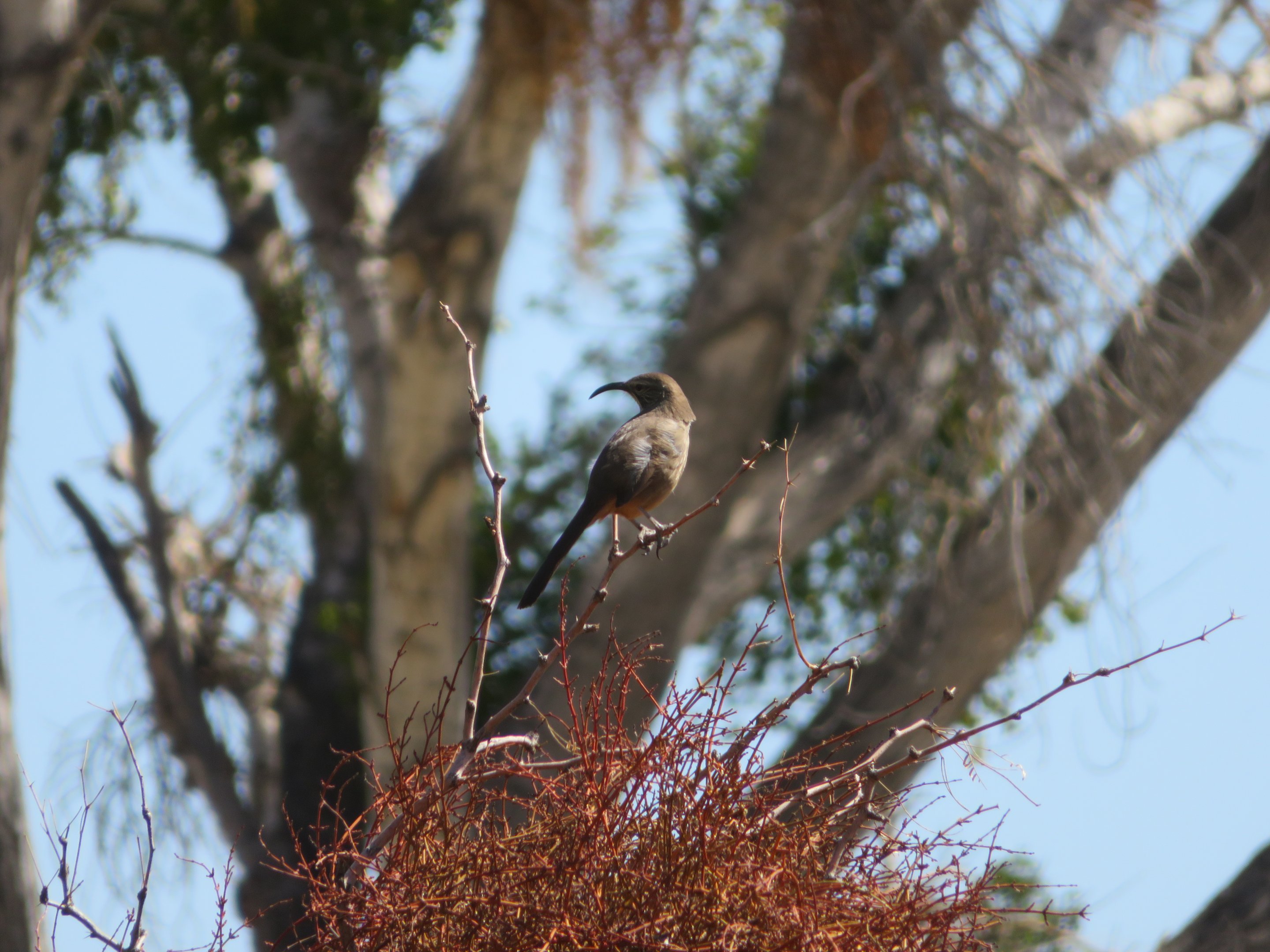 California Thrasher