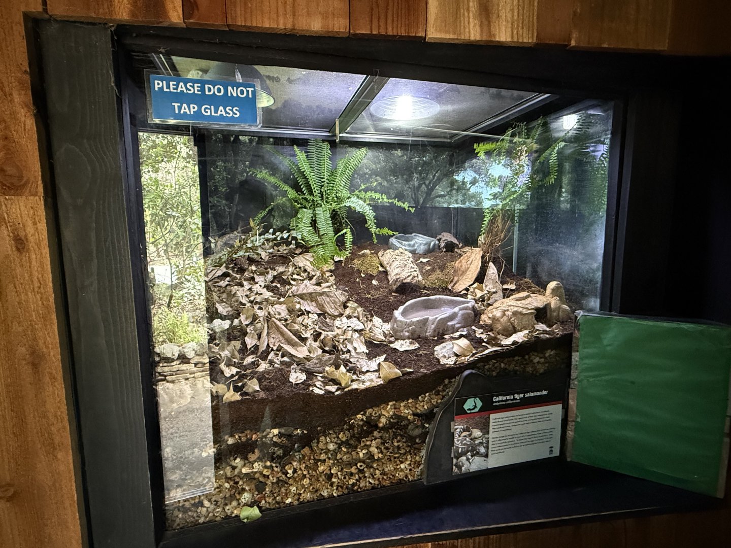California tiger salamander exhibit