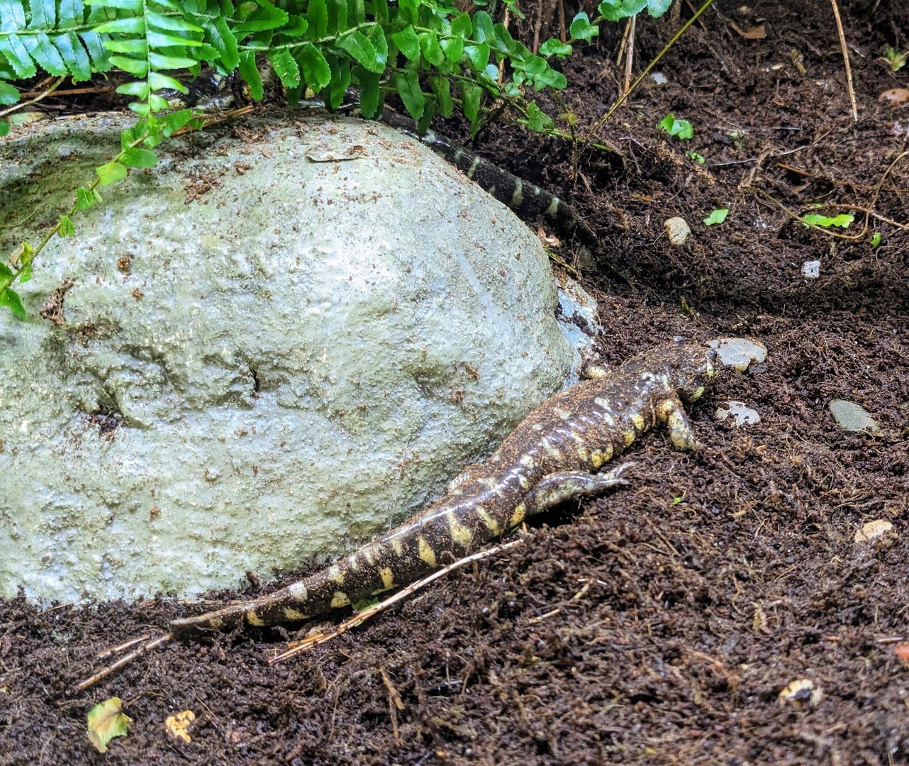 California Tiger Salamander - July 8th 2023