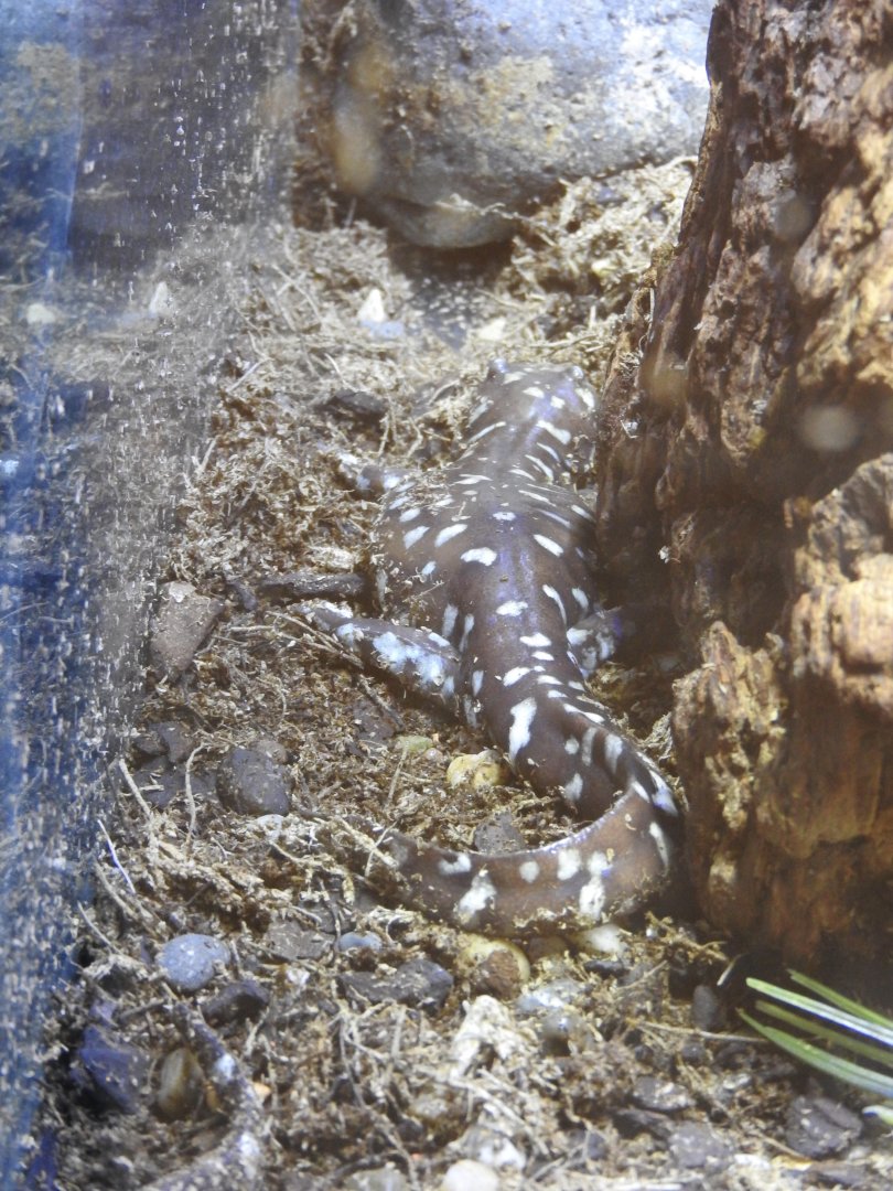 California Tiger Salamander