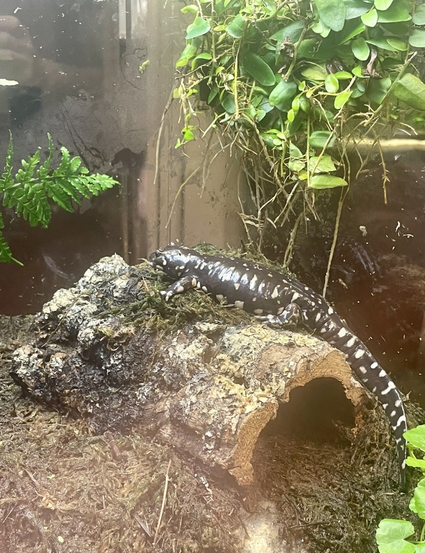 California Tiger Salamander