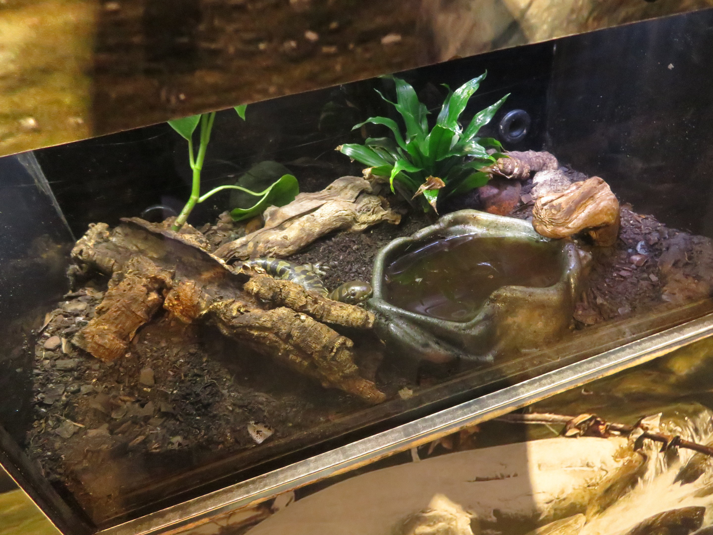 California Tiger Salamander