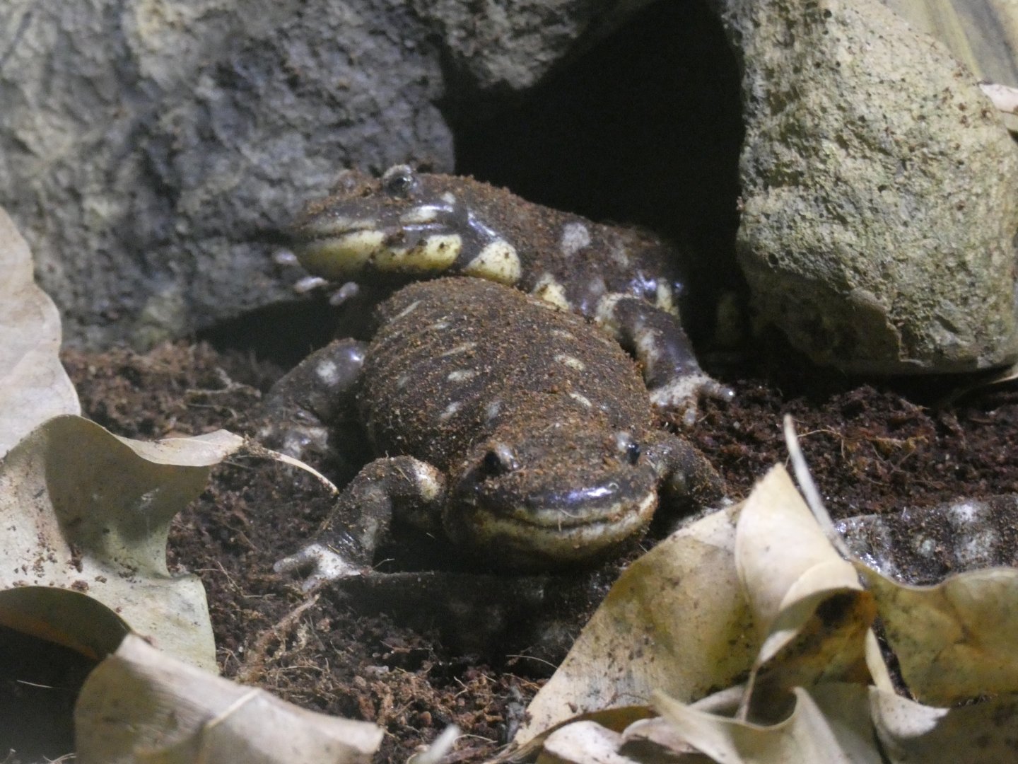 California tiger salamanders