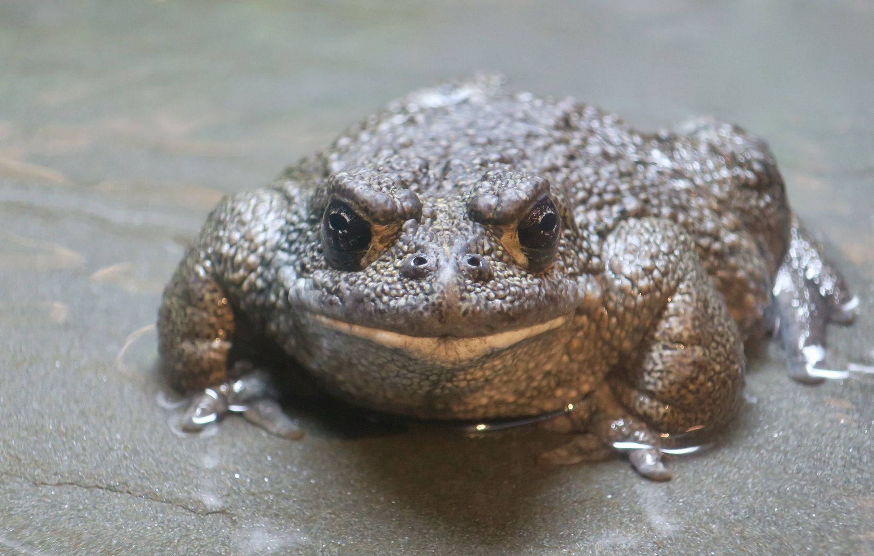 California Toad (Anaxyrus boreas halophilus)