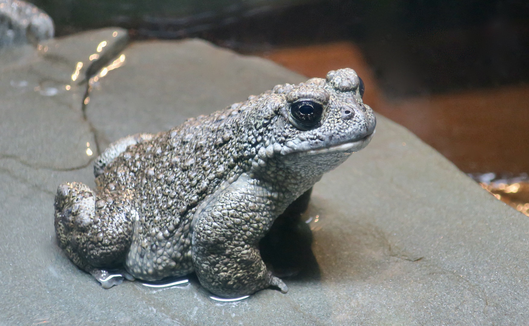 California Toad (Anaxyrus boreas halophilus)