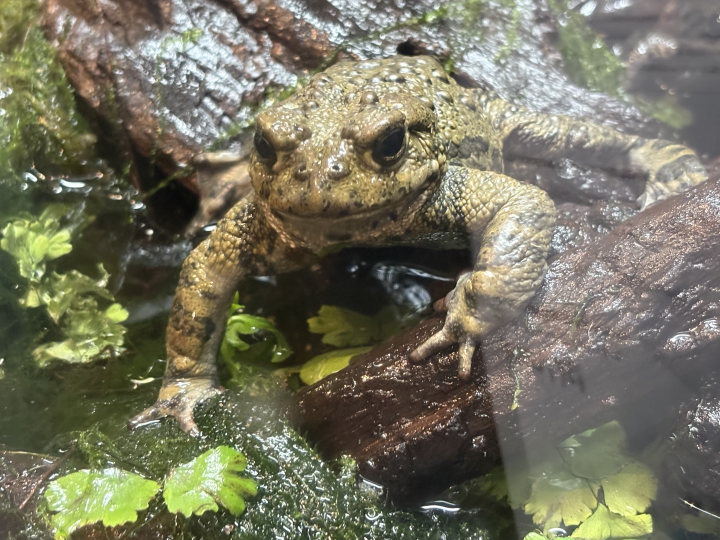 California Toad (Anaxyrus boreas halophilus)