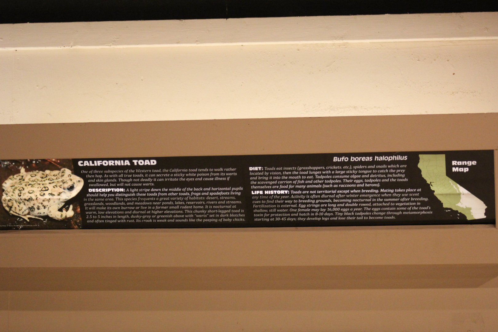 California Toad Signage