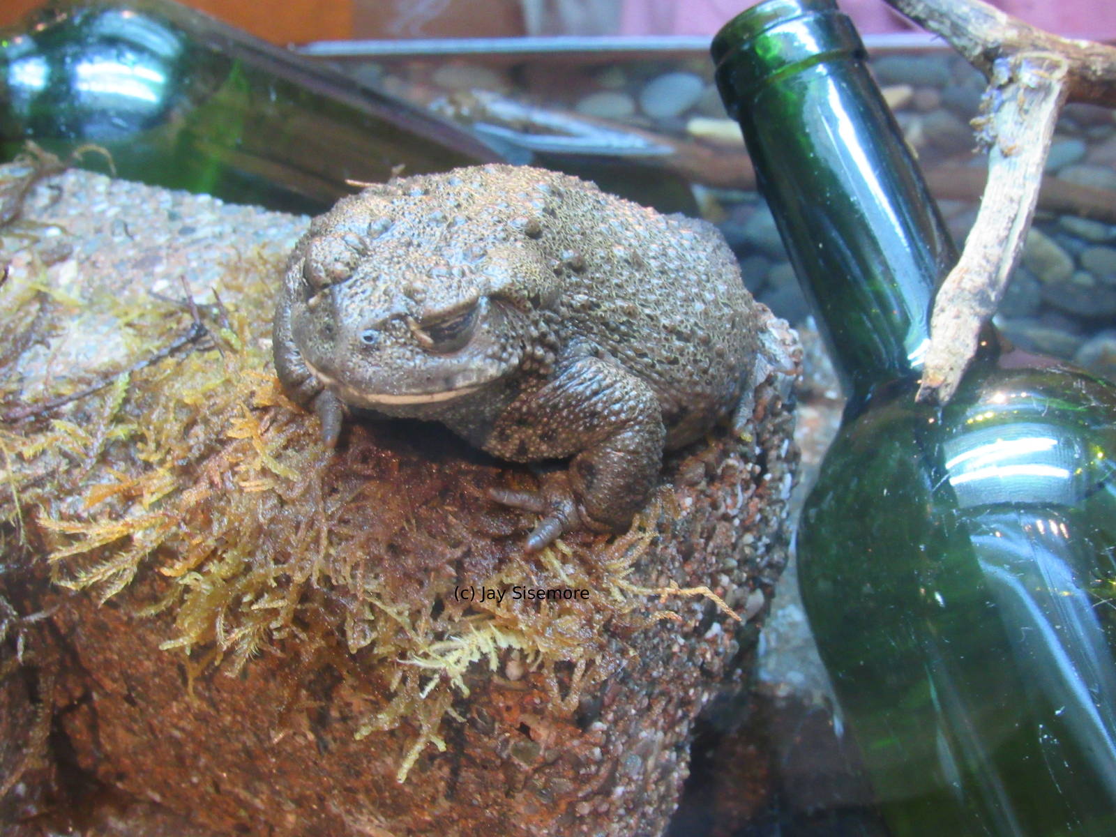 California Toad