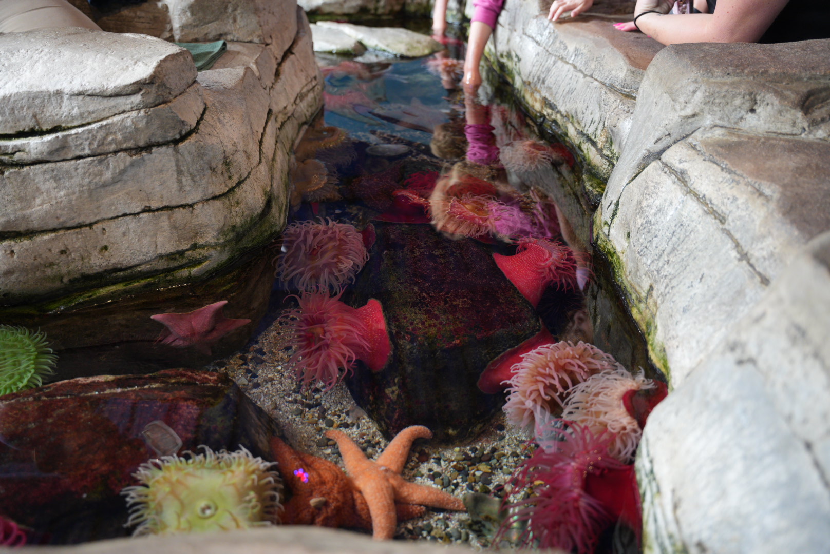 California Touchpool Exhibit