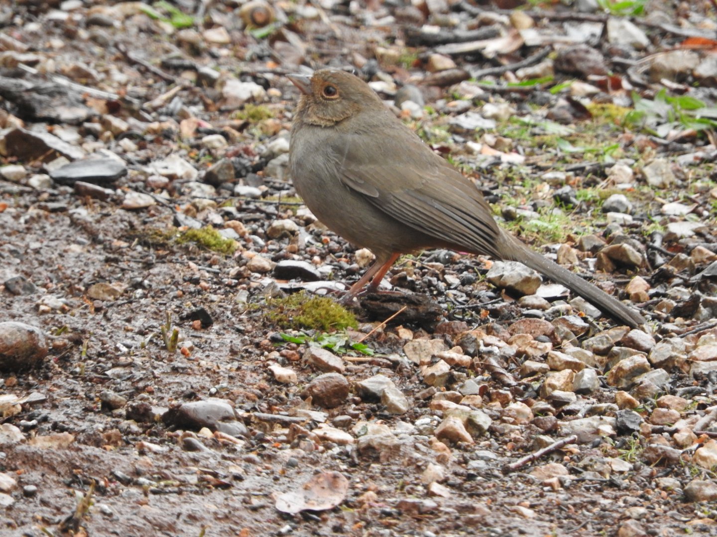 California Towhee