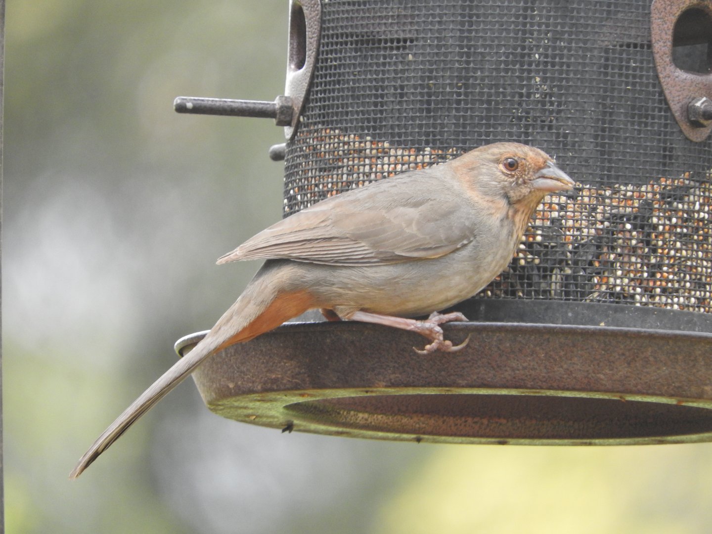 California Towhee