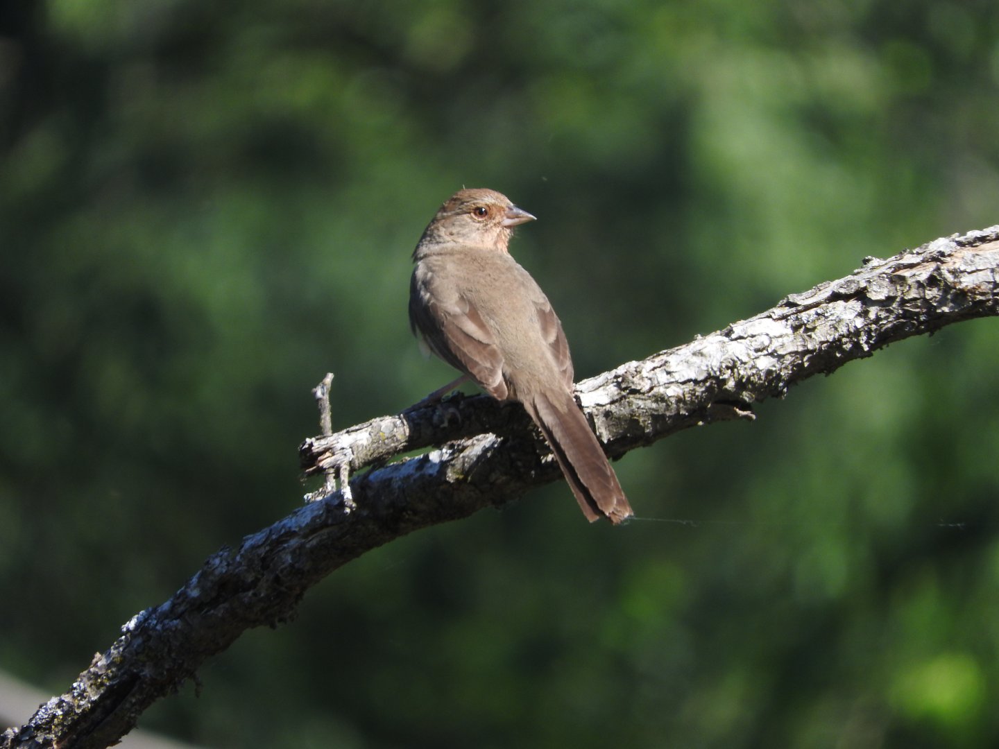 California Towhee