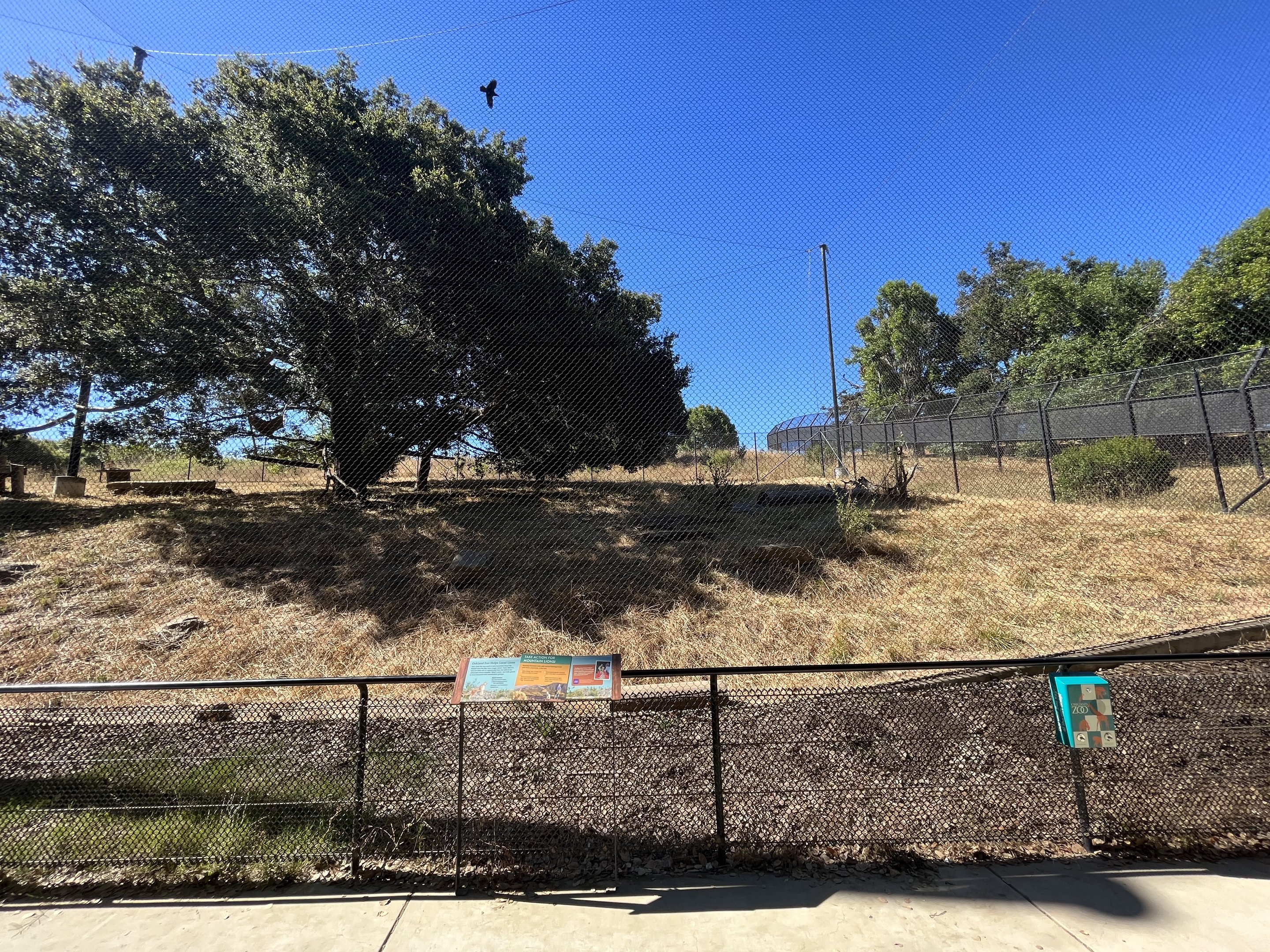 California Trail - 50% of the Cougar Exhibit