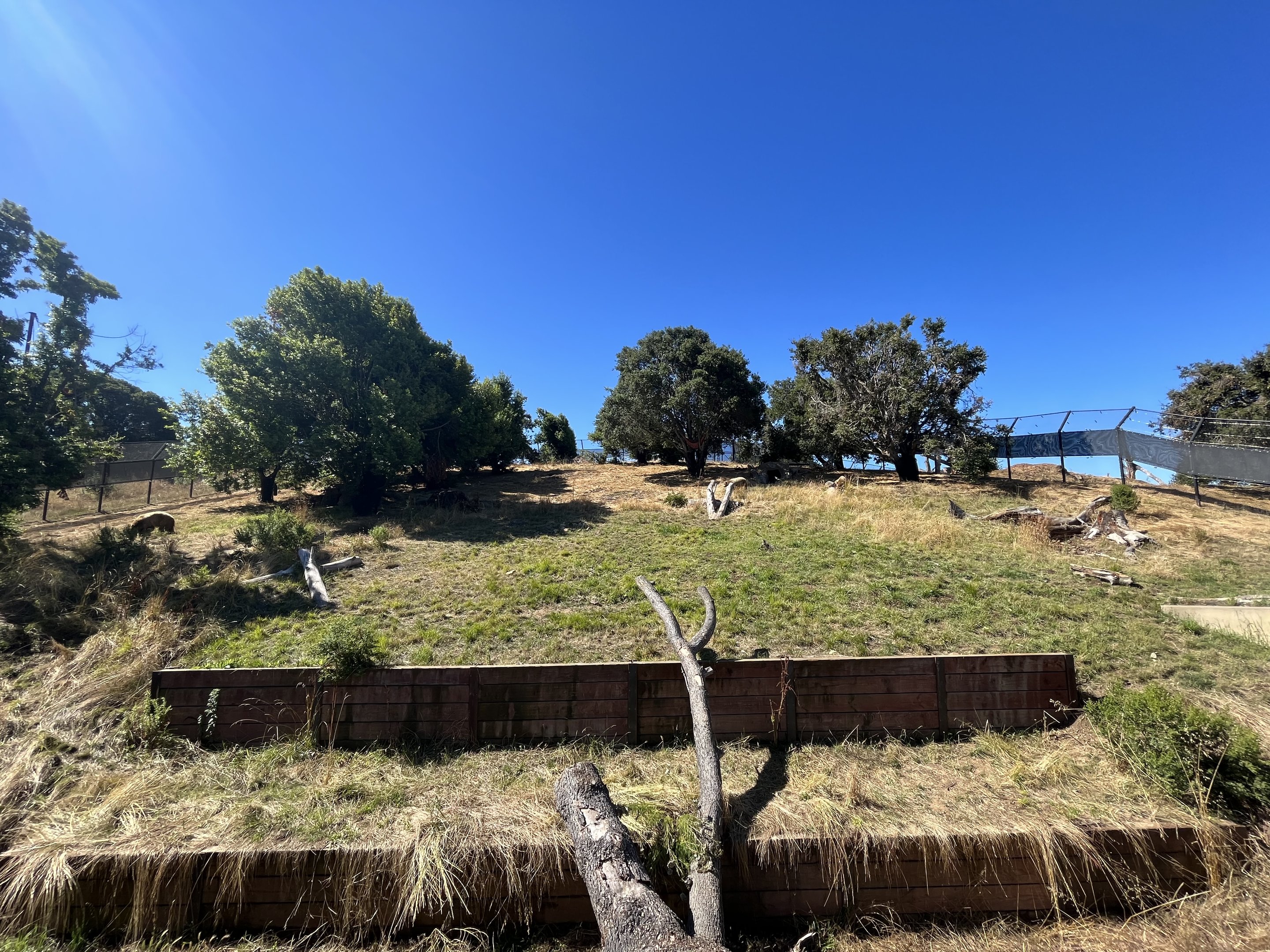 California Trail - Black Bear Exhibit