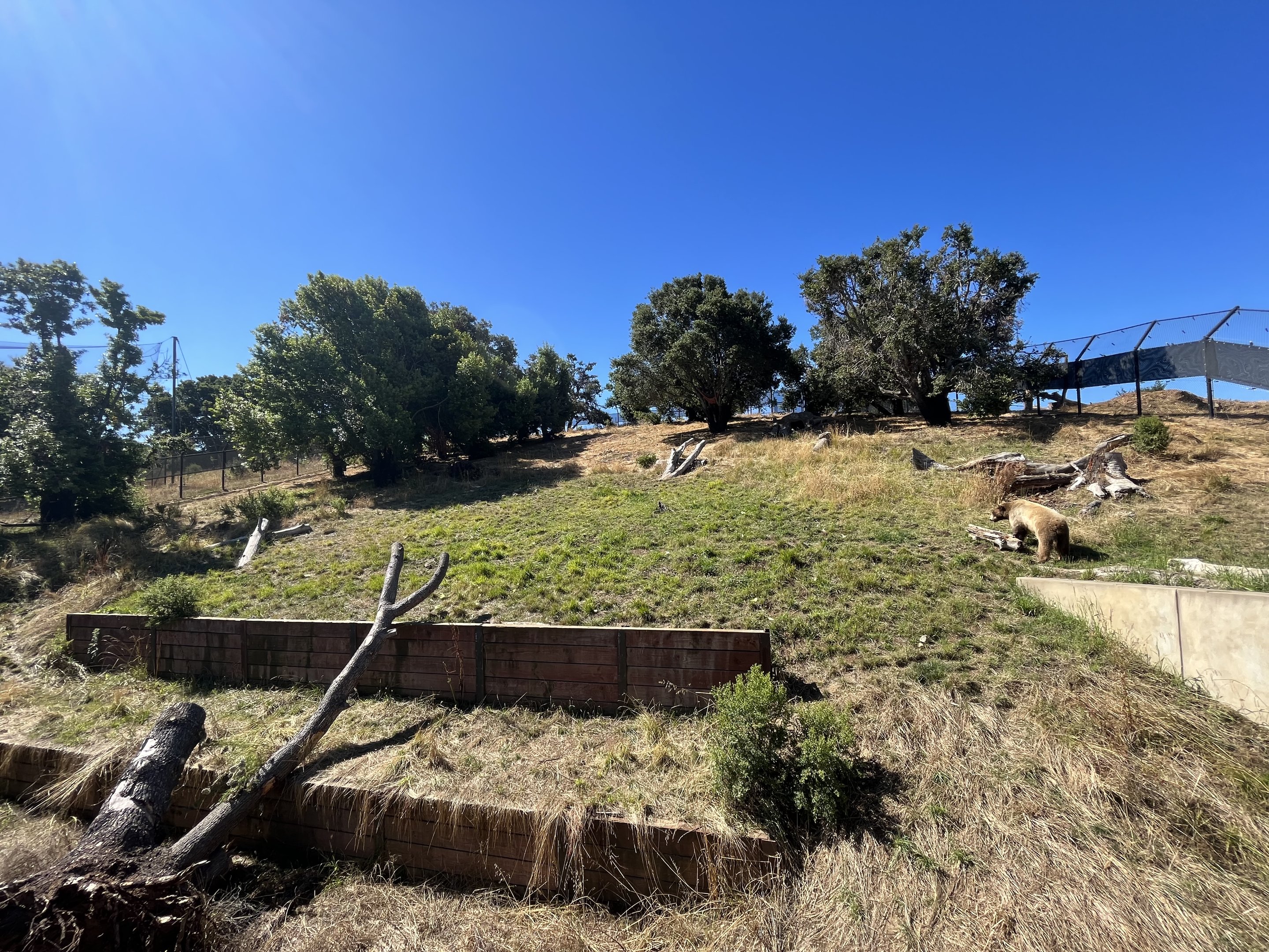California Trail - Black Bear Exhibit