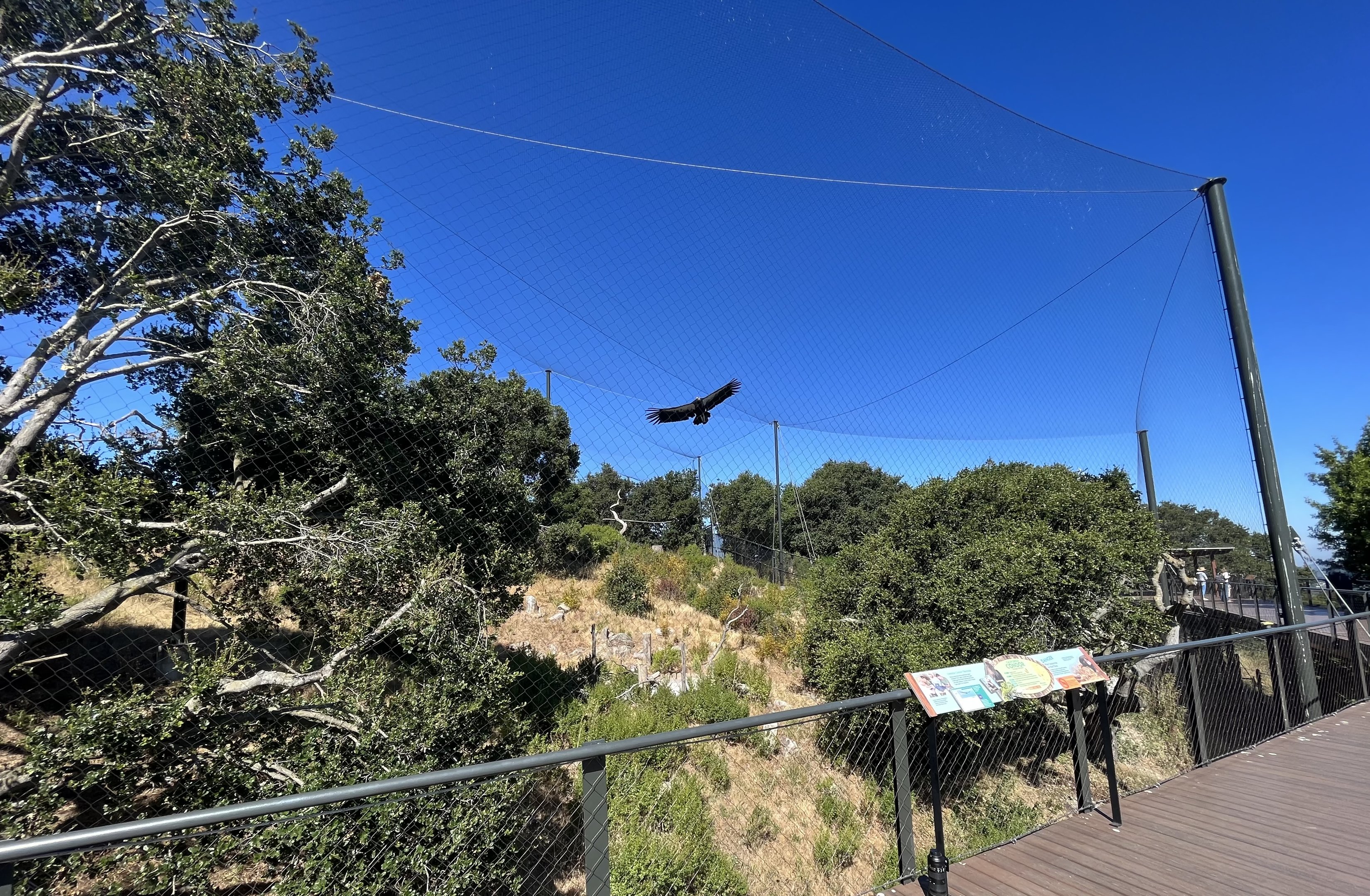 California Trail - California Condor Aviary