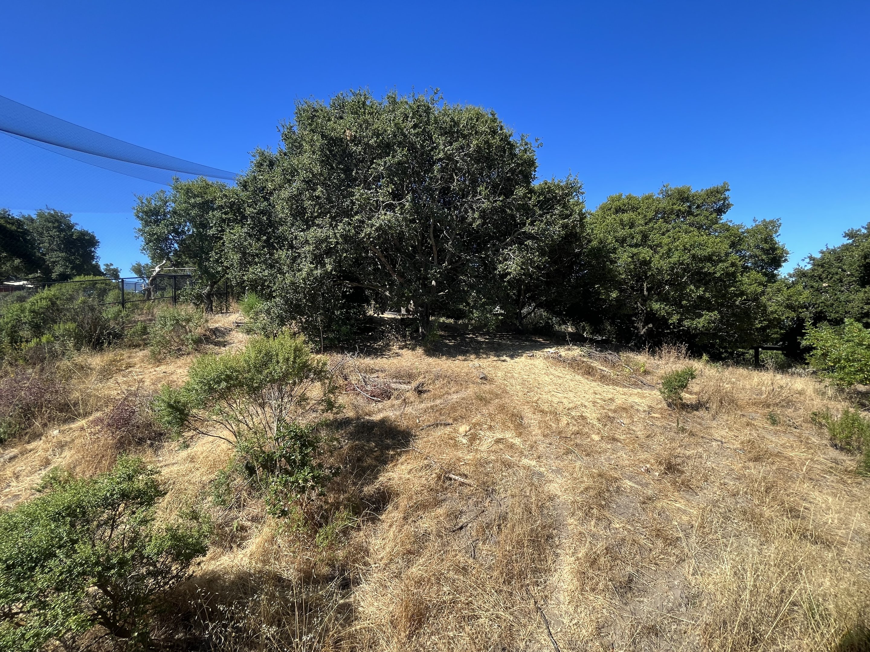 California Trail - Gray Wolf Exhibit
