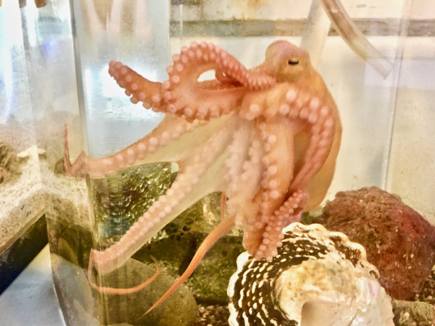 California Two-Spot Octopus (Octopus bimaculoides)