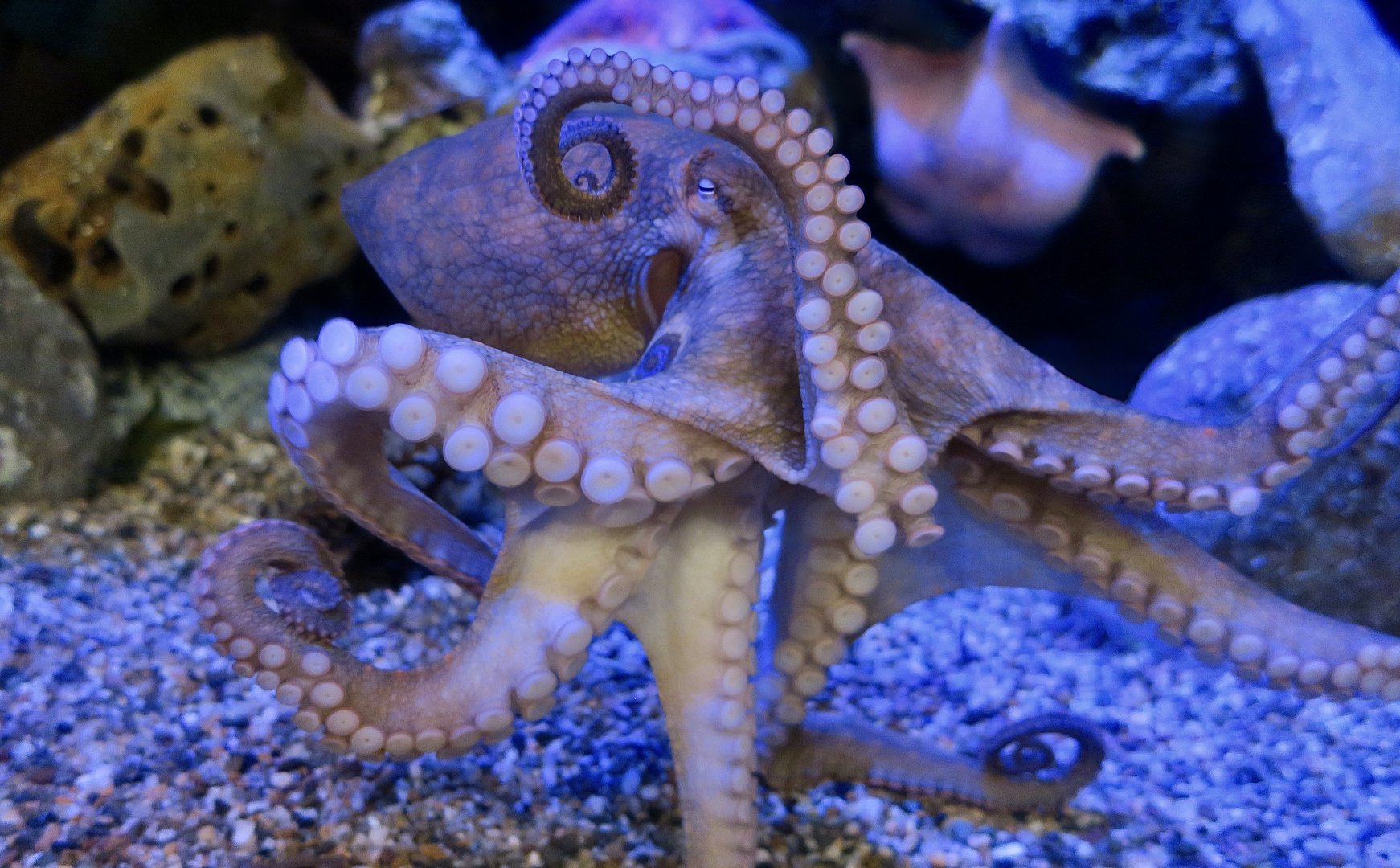 California Two-Spot Octopus (Octopus bimaculoides)