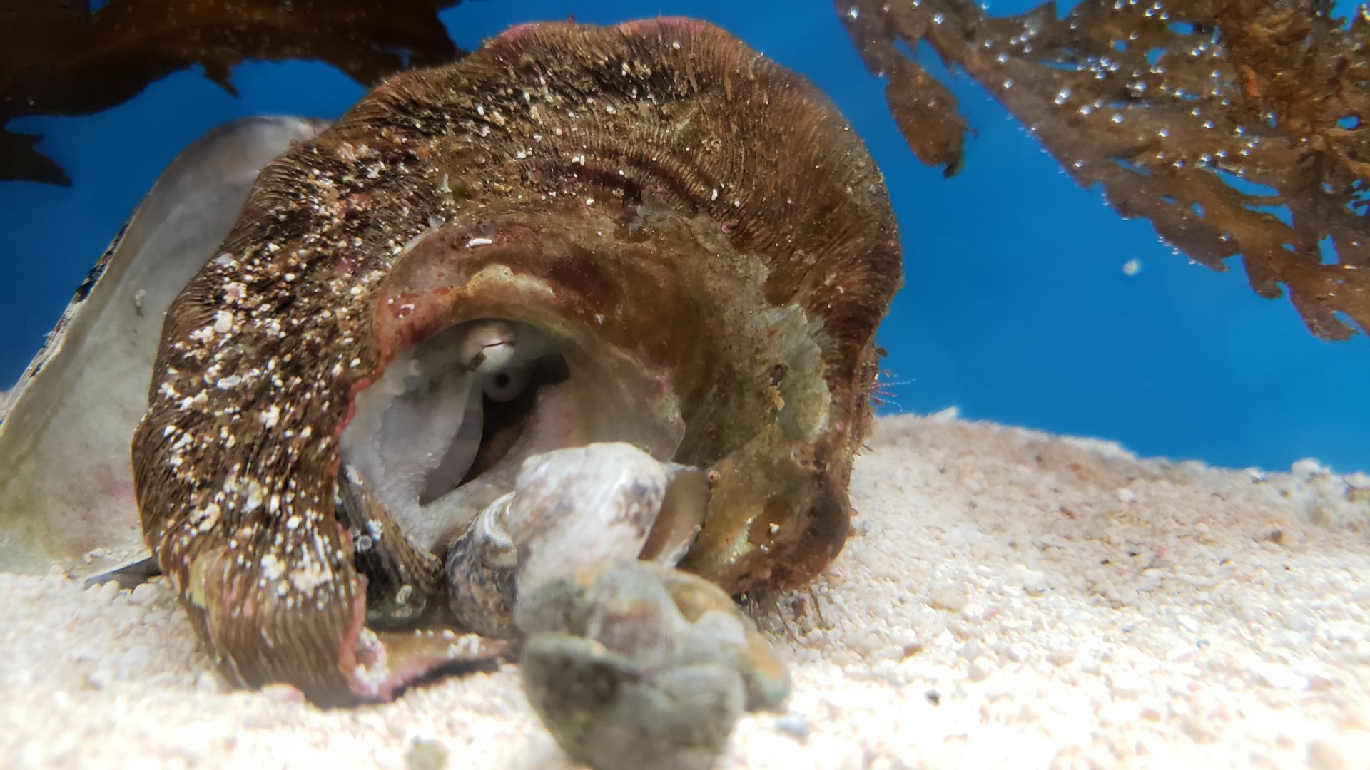 California Two-spot Octopus