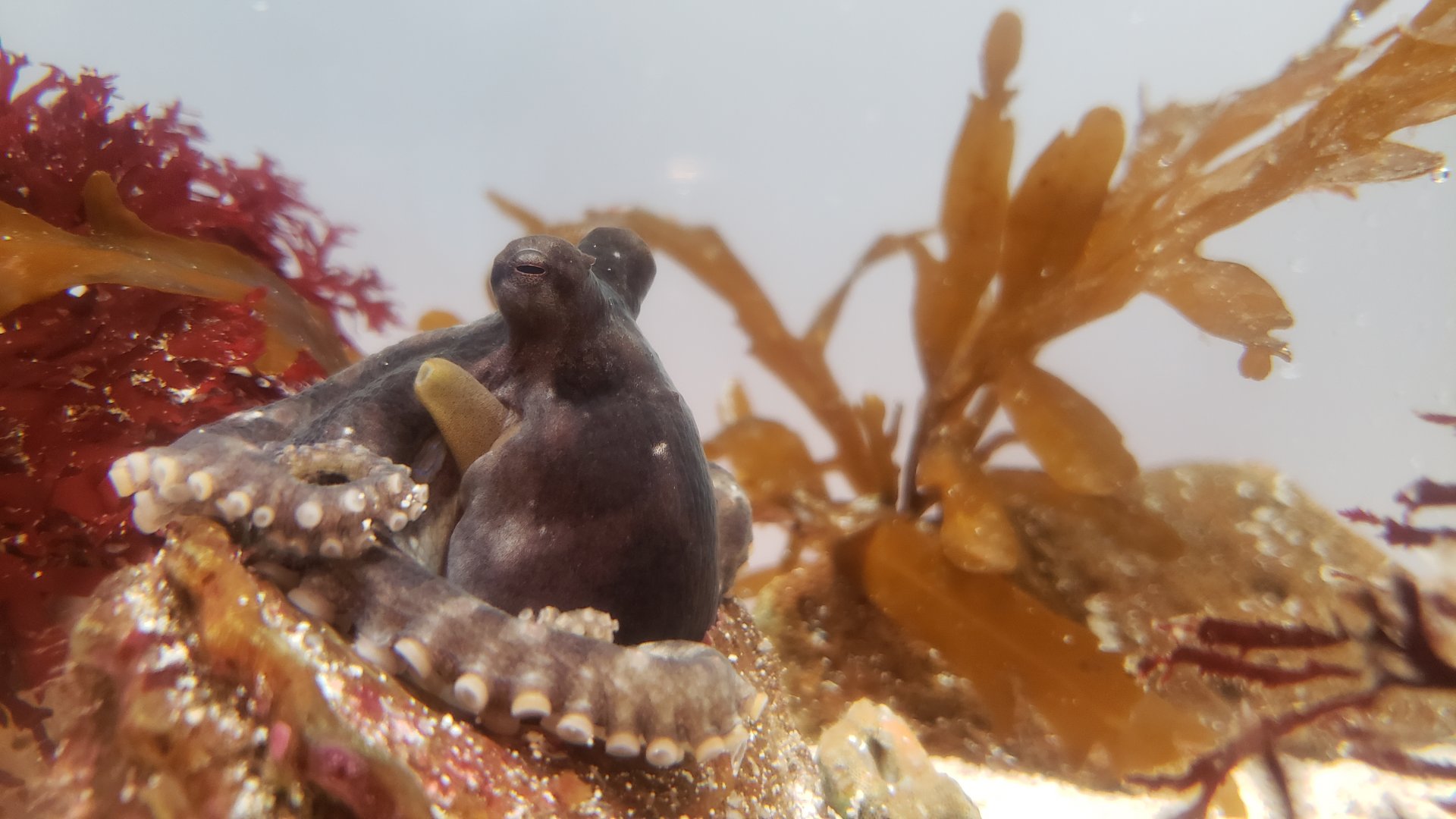 California Two-spot Octopus