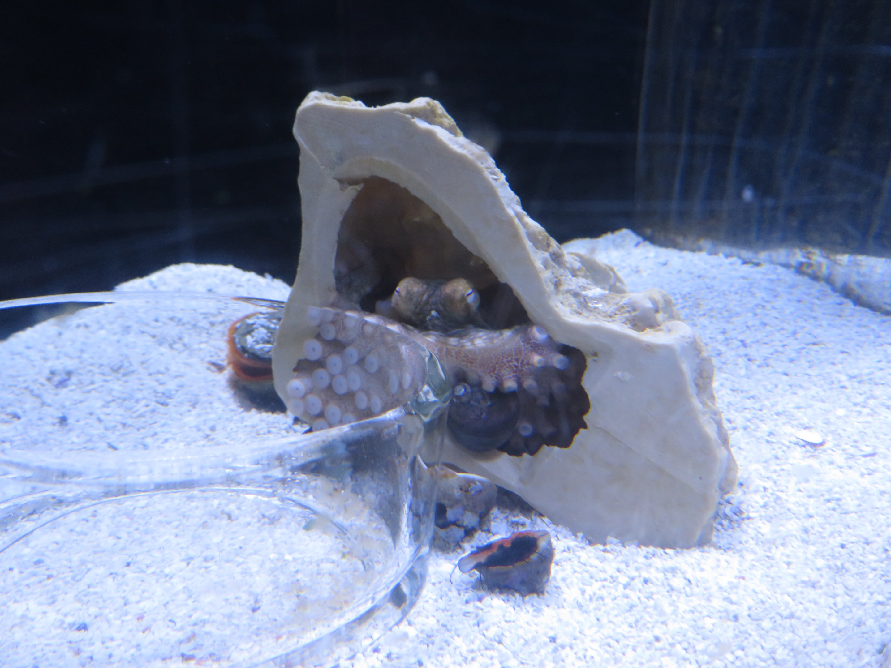 California Two-spot Octopus